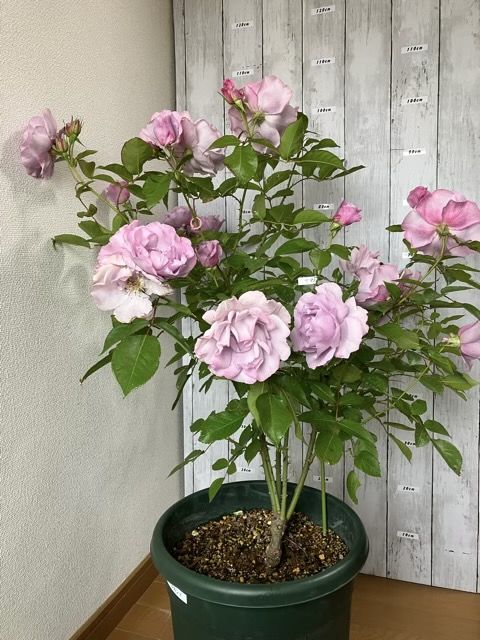 春に開花したサマルカンド