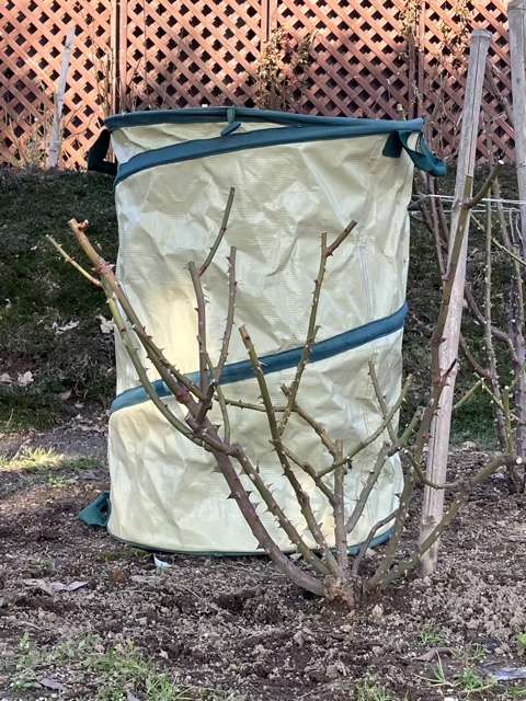 冬剪定後のシャドウオブザムーン