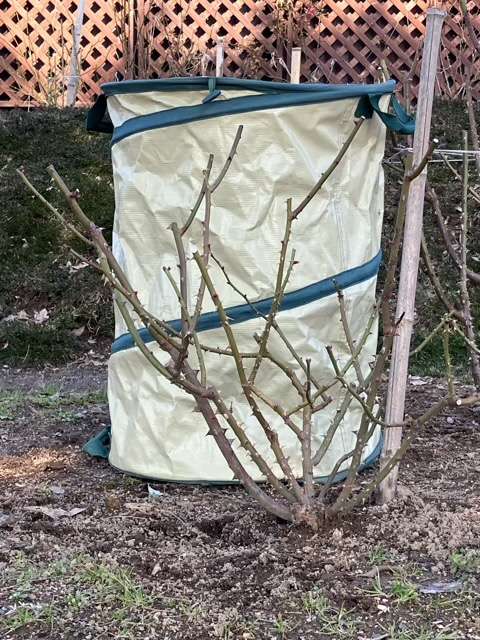 冬剪定前のシャドウオブザムーン