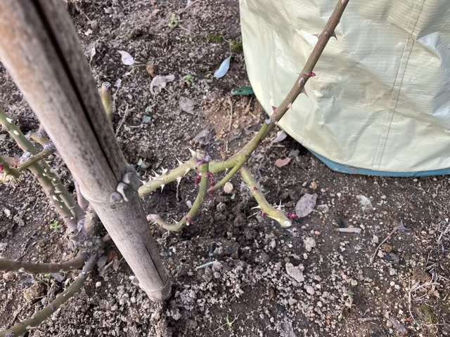 シャドウオブザムーンの芽