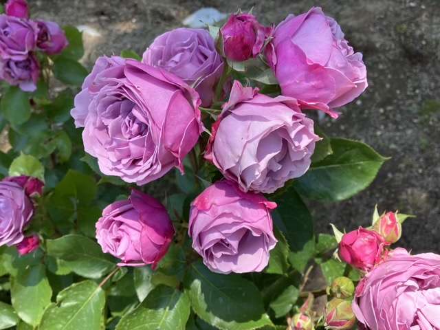 春のシャドウオブザムーン