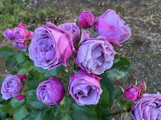 春のシャドウオブザムーン