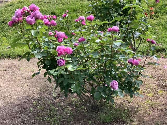 春のシャドウオブザムーン