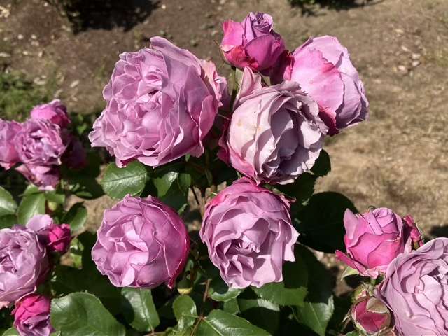 春のシャドウオブザムーン