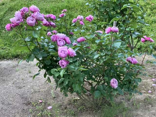 春のシャドウオブザムーン