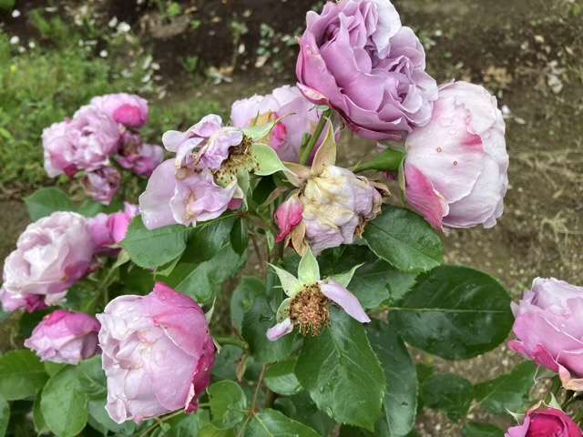 春のシャドウオブザムーン