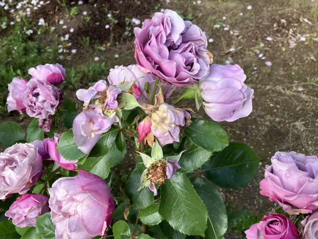 春のシャドウオブザムーン