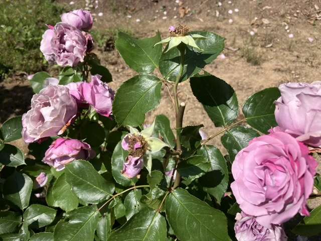 春のシャドウオブザムーン