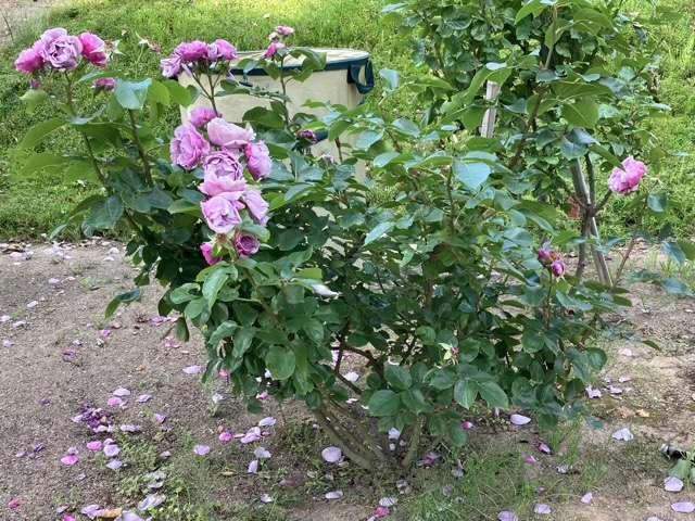 花後剪定前のシャドウオブザムーン