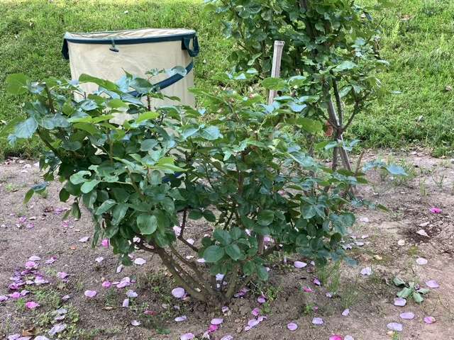 花後剪定後のシャドウオブザムーン