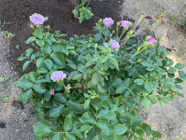 夏のシャドウオブザムーン