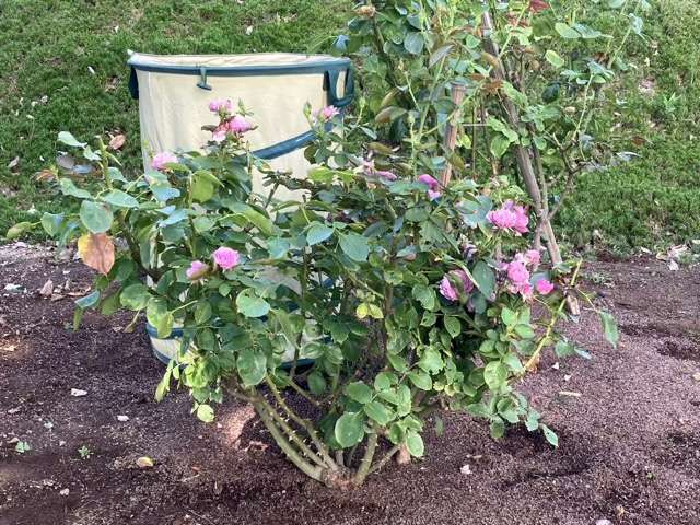 夏剪定前のシャドウオブザムーン