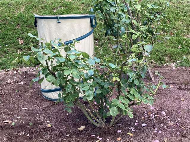 夏剪定後のシャドウオブザムーン