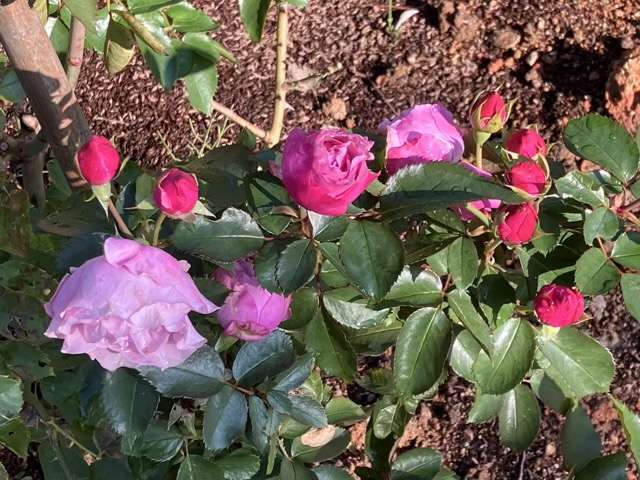 秋のシャドウオブザムーン