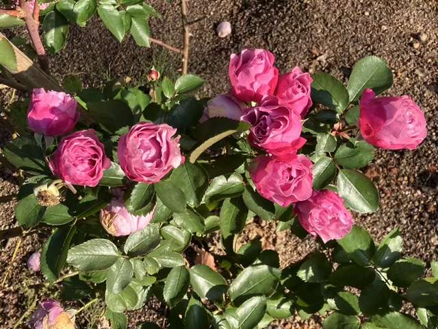 秋のシャドウオブザムーン