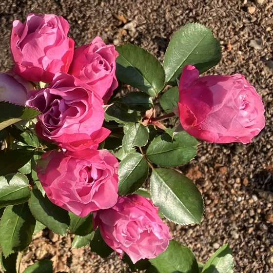 秋のシャドウオブザムーン