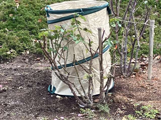 雪囲い後のシャドウオブザムーン