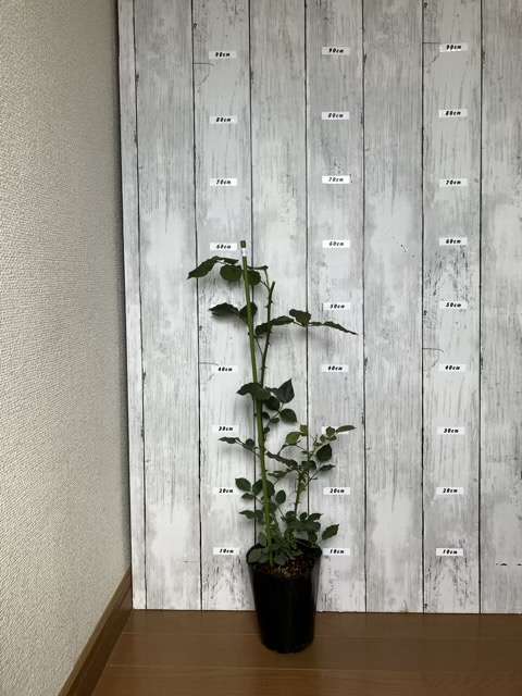 シルクロードの新苗