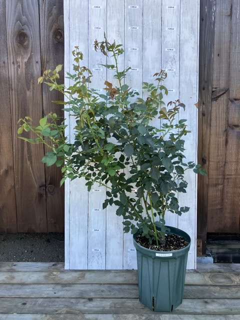 夏剪定から約一か月後のシルクロード