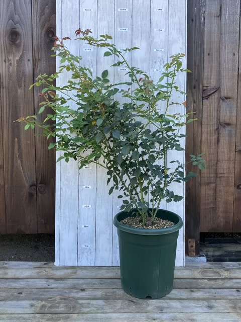 10号鉢へ鉢増し後のシルクロード