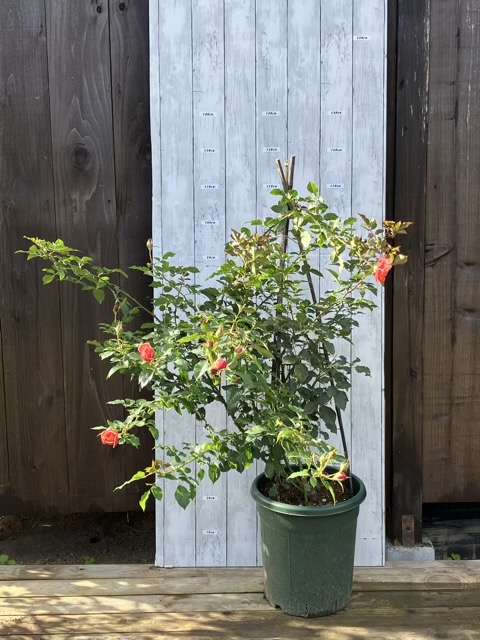 秋のシルクロード