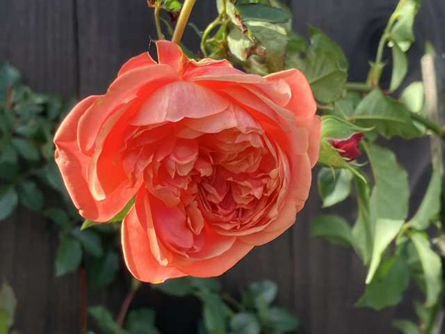 秋のシルクロード