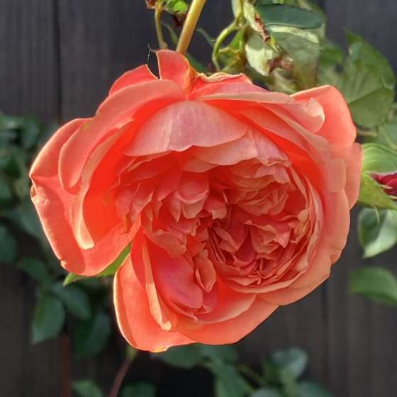 秋のシルクロード