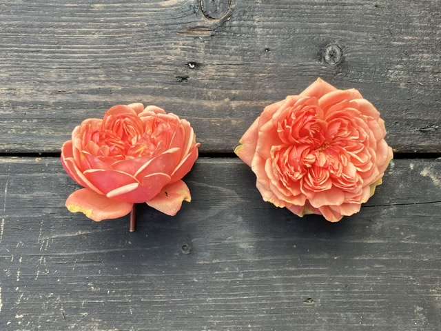 秋のシルクロード