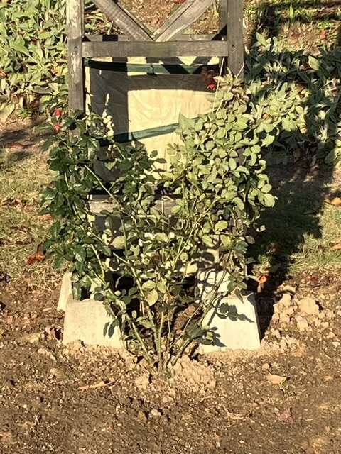 地植えにしたシルクロード