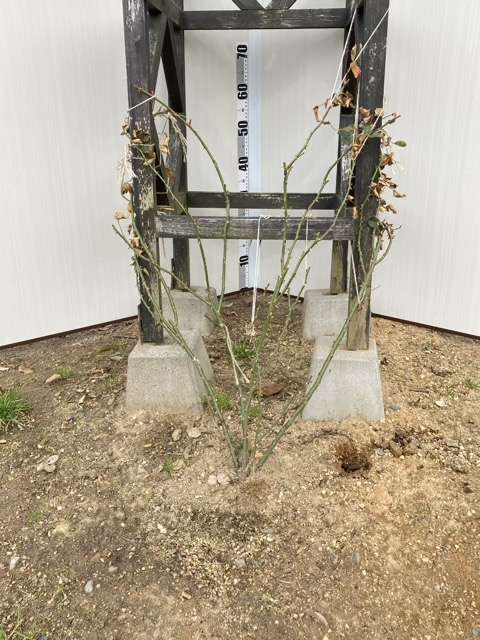 冬剪定後のシルクロード