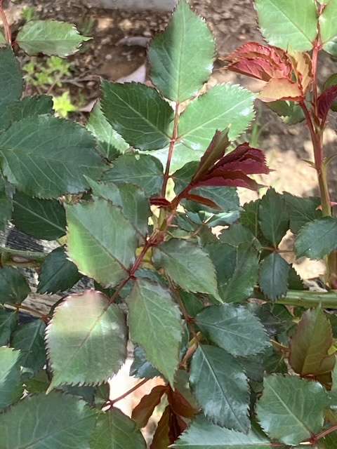 シルクロードの葉っぱ