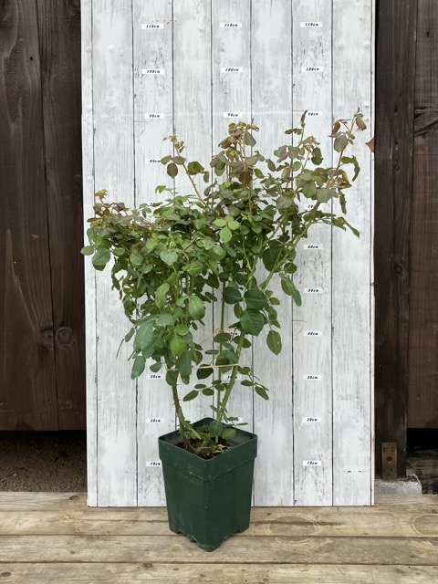 鉢増し前のタペストリー