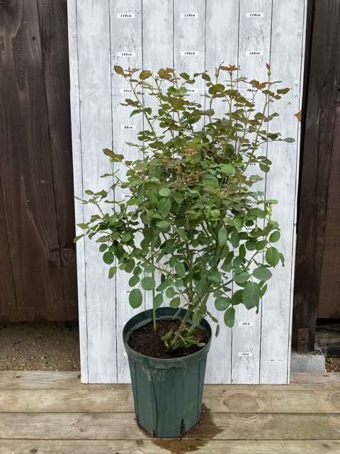 ８号鉢へ鉢増し後のタペストリー