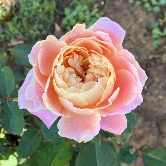 秋のタペストリー