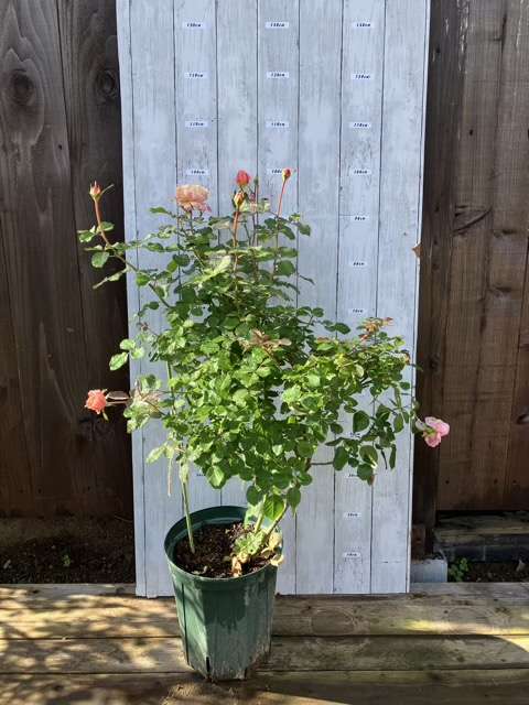 秋のタペストリー