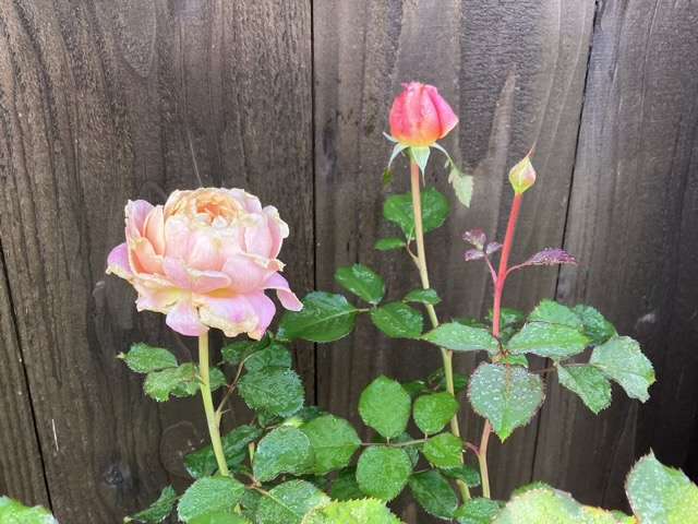 秋のタペストリー