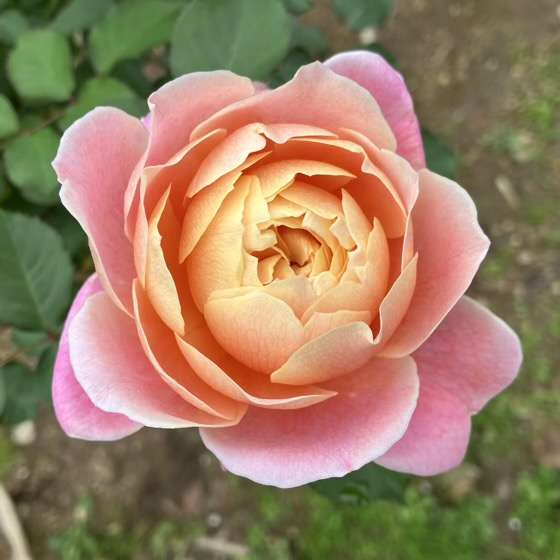 秋のタペストリー