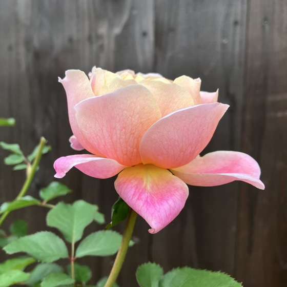 秋のタペストリー