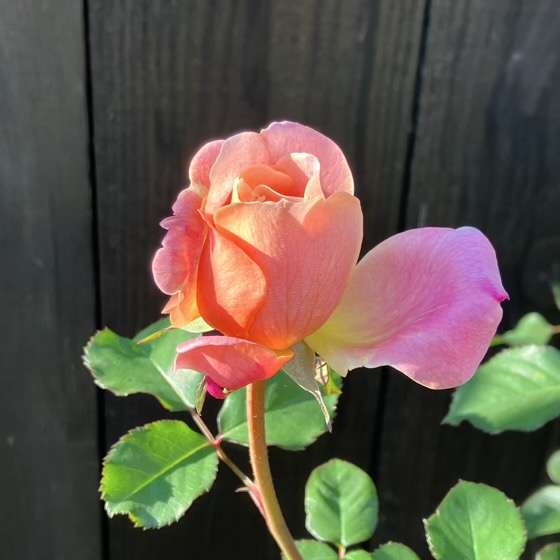 秋のタペストリー