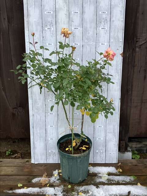 仮剪定前のタペストリー