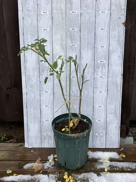 仮剪定後のタペストリー