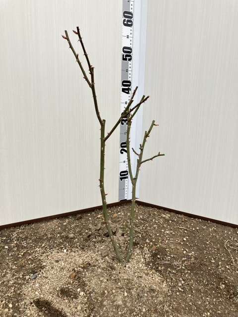 冬剪定後のタペストリー