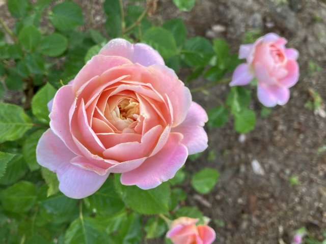 春のタペストリー