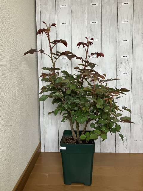 購入後のトロイメライ