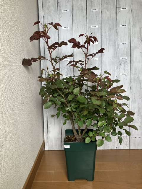 8号鉢へ鉢増し前のトロイメライ