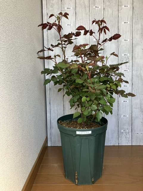 8号鉢へ鉢増し後のトロイメライ