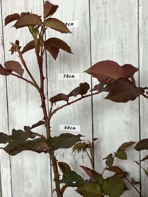 トロイメライのトゲ