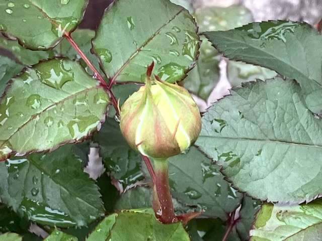 トロイメライのつぼみ