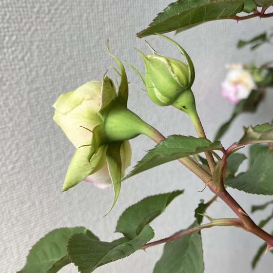 春のトロイメライ