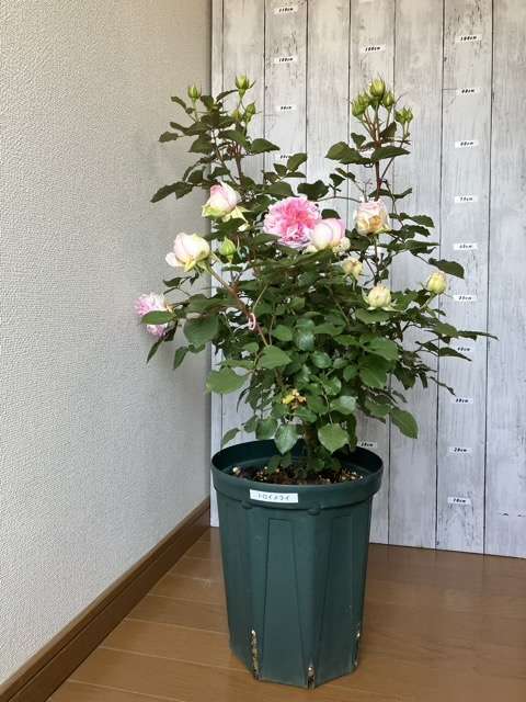 春のトロイメライ